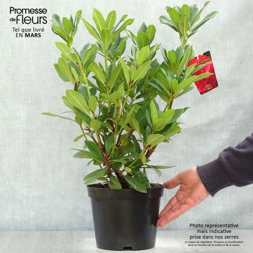 Example of Rhododendron hybride Lord Roberts Pot de 4L/5L as you get in printemps