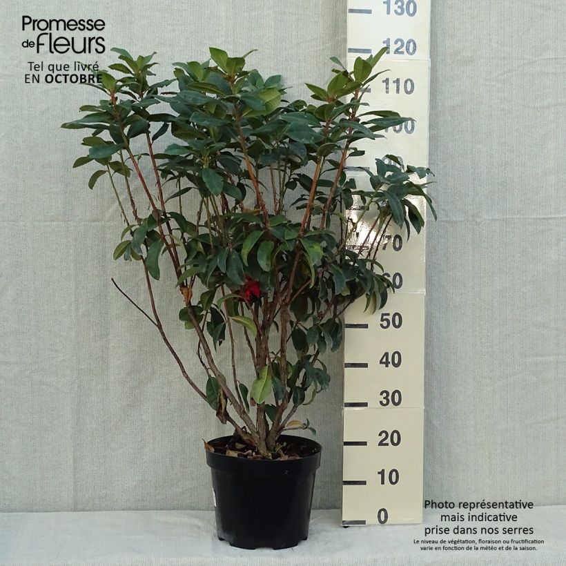 Spécimen de Rhododendron hybride Moser's Maroon Pot de 7,5L/10L tel que livré en automne
