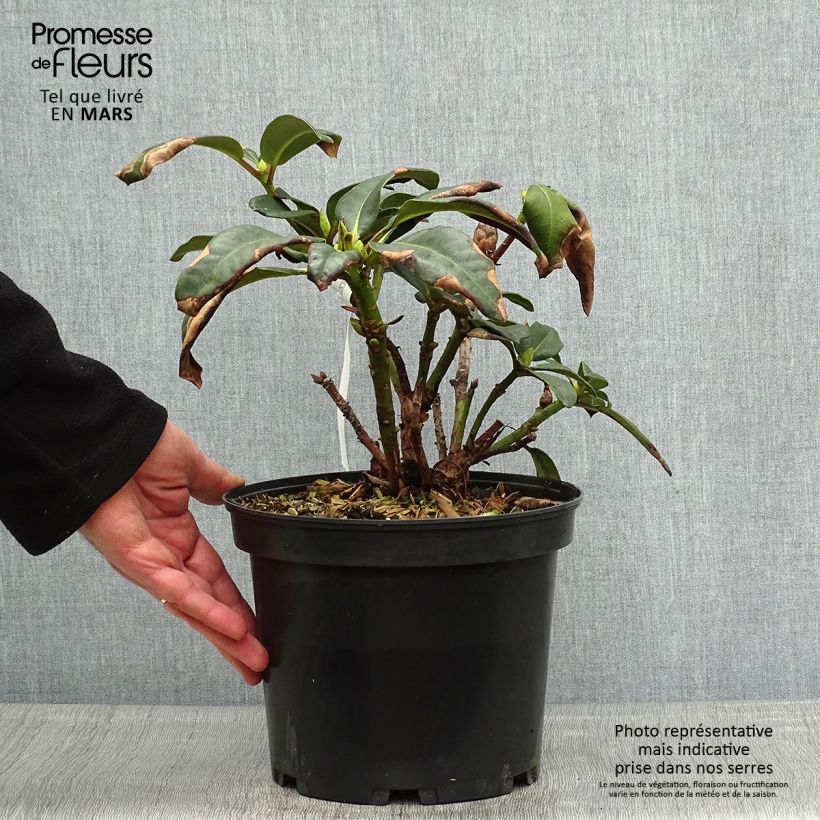 Spécimen de Rhododendron hybride Naselle Pot de 4L/5L tel que livré au printemps
