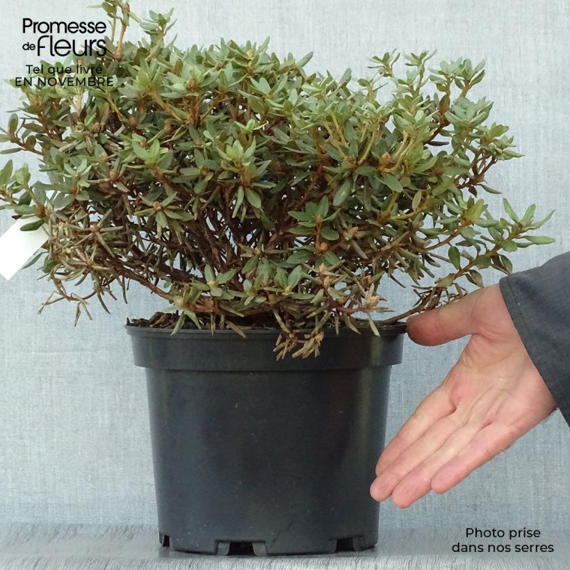 Spécimen de Rhododendron impeditum - Rhododendron nain Pot de 2L/3L tel que livré en automne