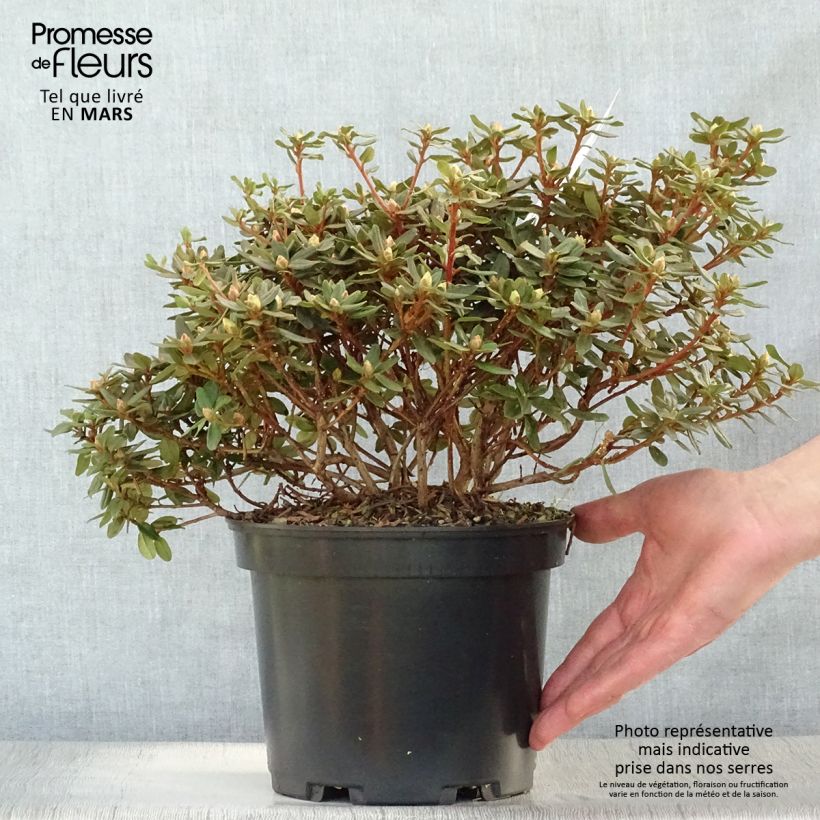 Example of Rhododendron impeditum - Rhododendron nain Pot de 2L/3L as you get in printemps