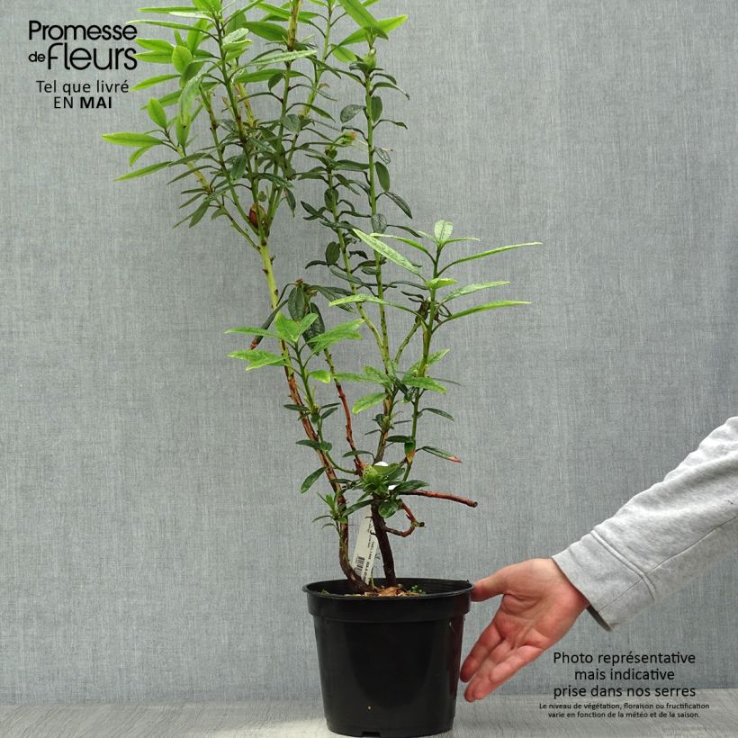 Example of Rhododendron lindleyi - Grand rhododendron Pot de 4L/5L as you get in printemps