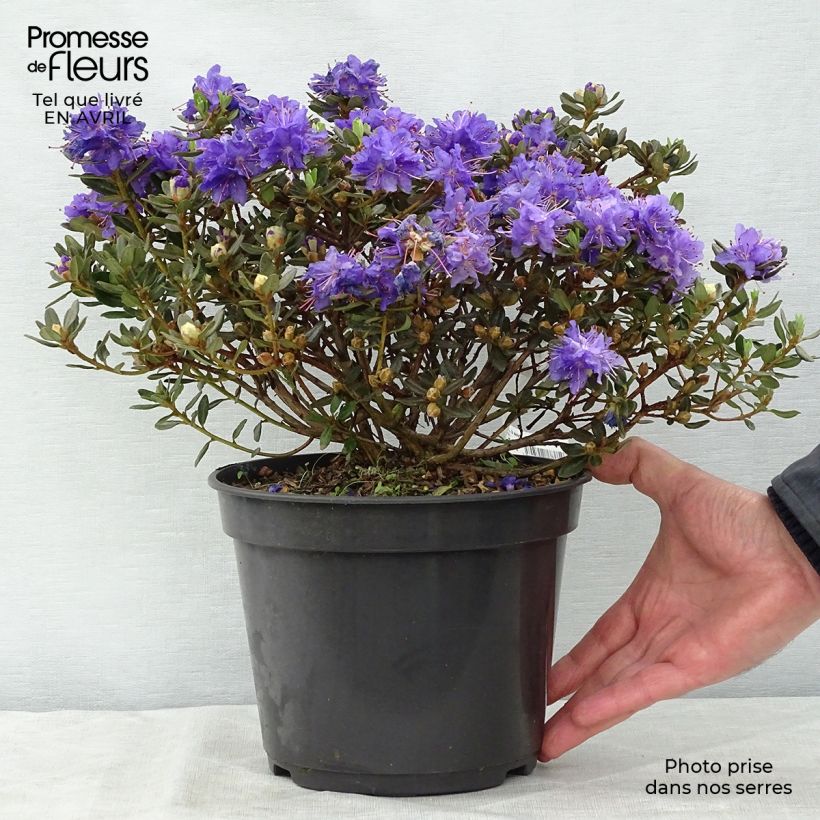 Spécimen de Rhododendron nain Azurika Pot de 2L/3L tel que livré au printemps