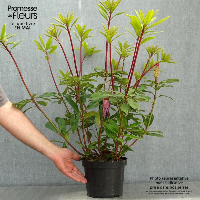 Example of Rhododendron ponticum Roseum Pot de 4L/5L as you get in printemps