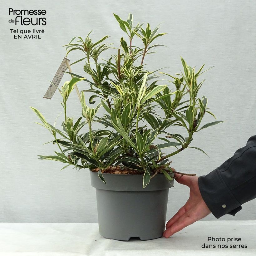 Spécimen de Rhododendron ponticum Variegatum - Grand Rhododendron Pot de 4L/5L tel que livré au printemps