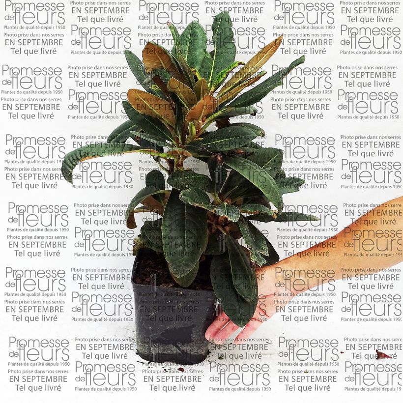 Exemple de spécimen de Rhododendron rex - Grand rhododendron Pot de 3L/4L tel que livré