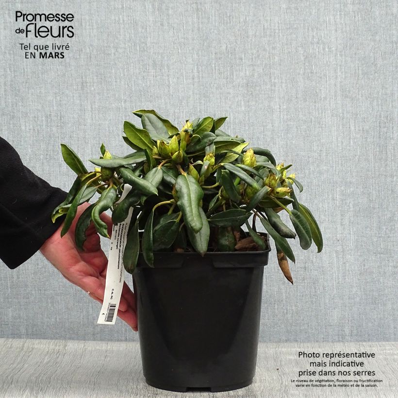 Example of Rhododendron yakushimanum Barbarella - Rhododendron nain Pot de 4L/5L as you get in printemps
