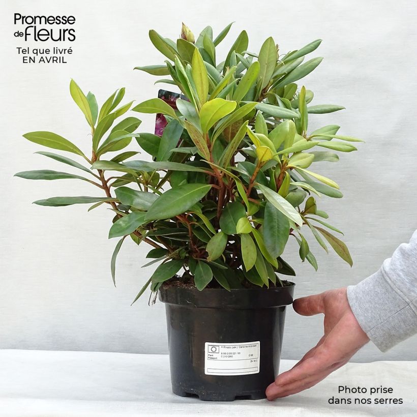 Example of Rhododendron yakushimanum Caroline Allbrook - Rhododendron nain Pot de 2L/3L as you get in printemps