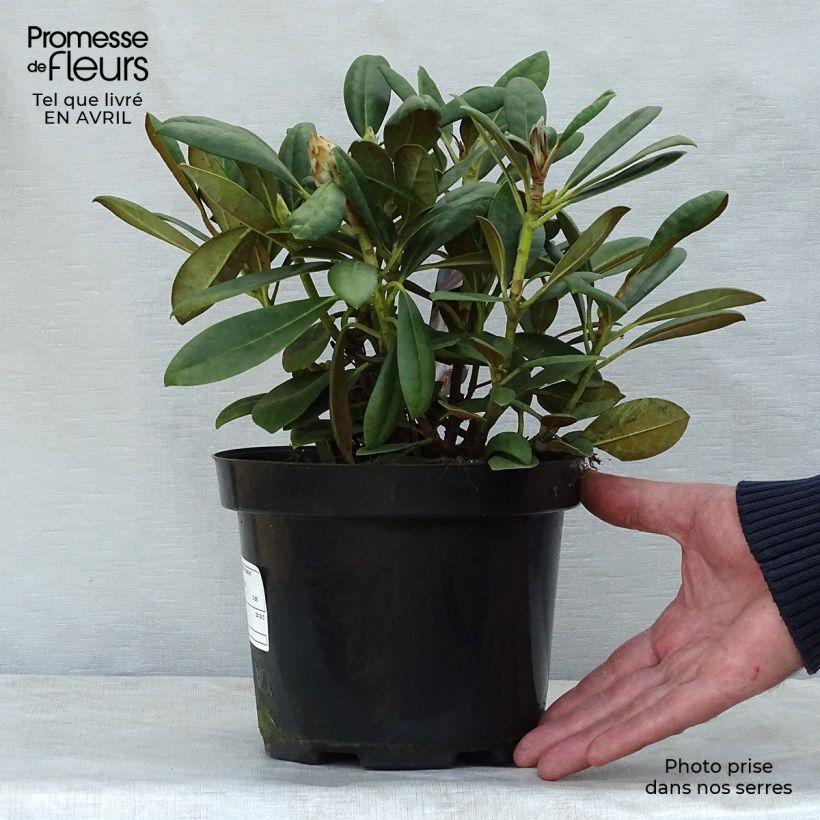 Spécimen de Rhododendron yakushimanum Porzellan - Rhododendron nain Pot de 3L/4L tel que livré au printemps