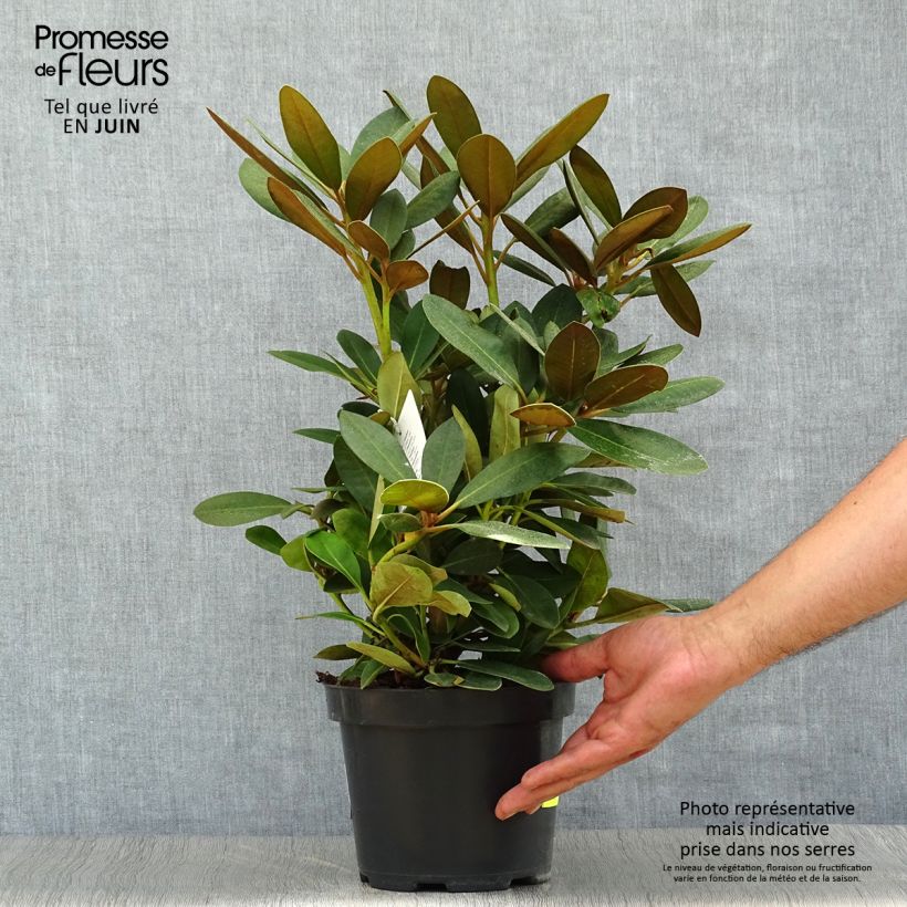 Spécimen de Rhododendron yakushimanum Silberwolke - Rhododendron nain Pot de 3L/4L tel que livré en été