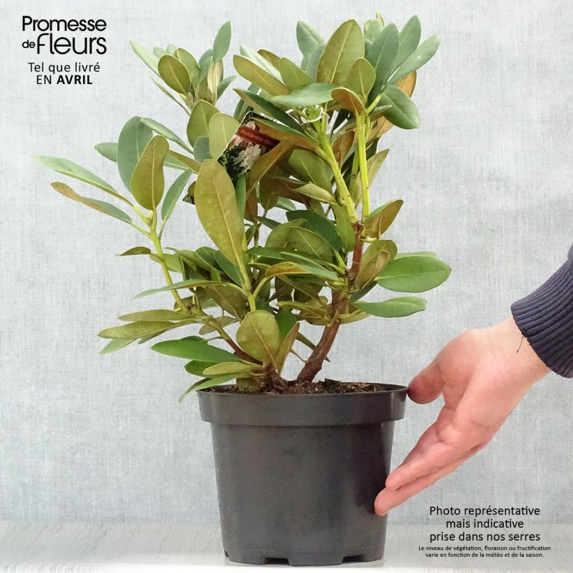 Example of Rhododendron yakushimanum Silberwolke - Rhododendron nain Pot de 3L/4L as you get in printemps