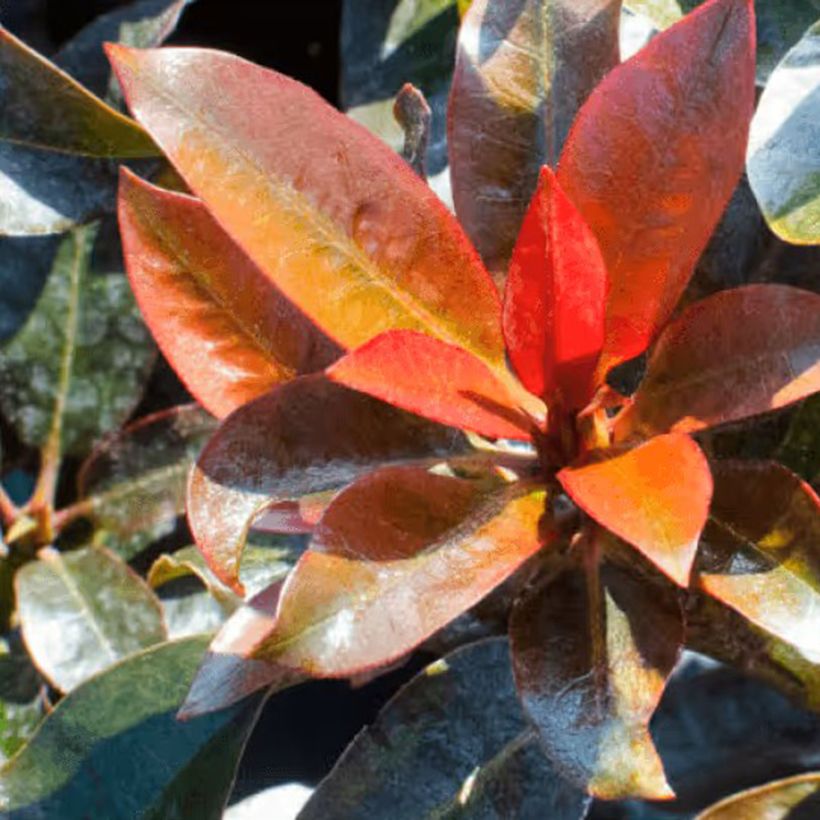 Rhododendron Choco & Pink (Feuillage)