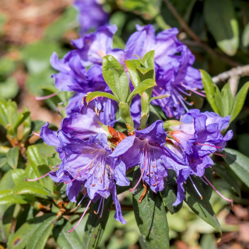 Rhododendron impeditum Select - Rhododendron nain (Floraison)