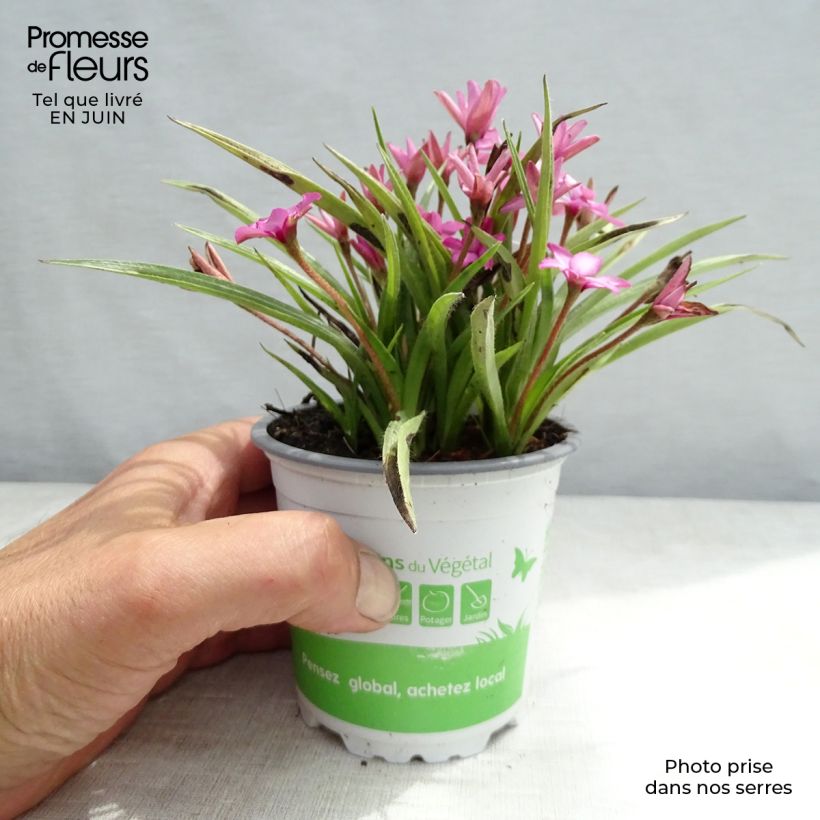 Spécimen de Rhodohypoxis Fairytale - Rhodoxis Pot de 1,5L/2L tel que livré en été