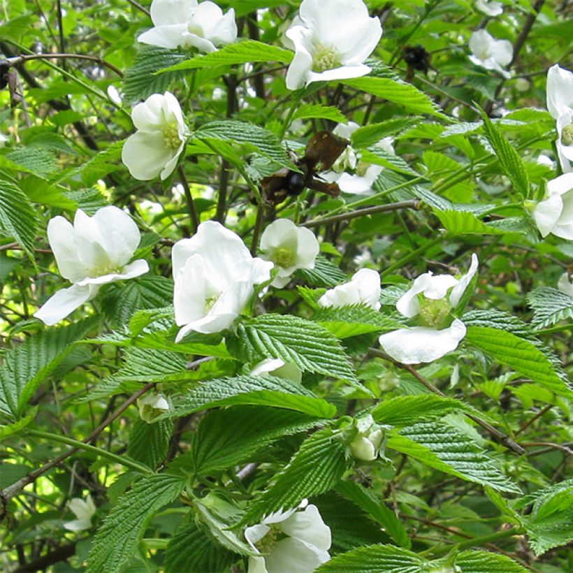 Rhodotypos scandens - Faux corète (Floraison)