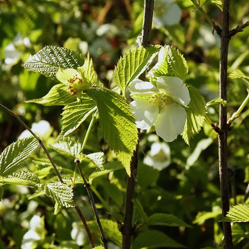 Rhodotypos scandens - Faux corète (Floraison)