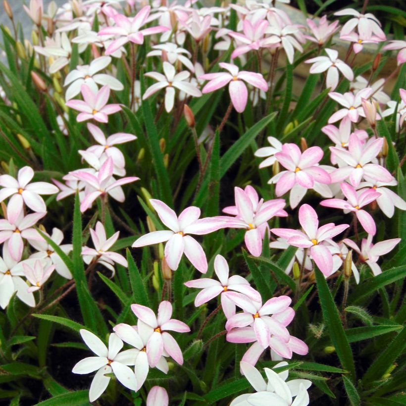 Rhodoxis Fairy Kisses - Rhodohypoxis (x) Hypoxis (Plant habit)