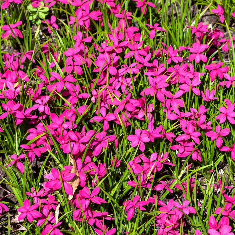 Rhodoxis Red Alert (Plant habit)