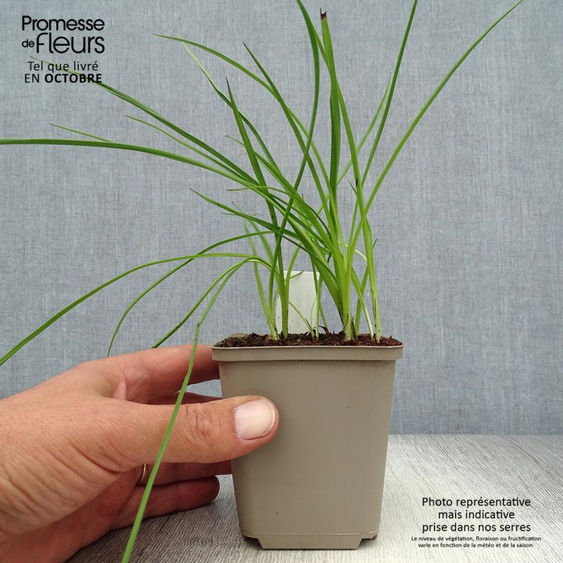 Spécimen de Rhodoxis hybride Beverly - Rhodohypoxis Godet de 8/9 cm tel que livré en automne