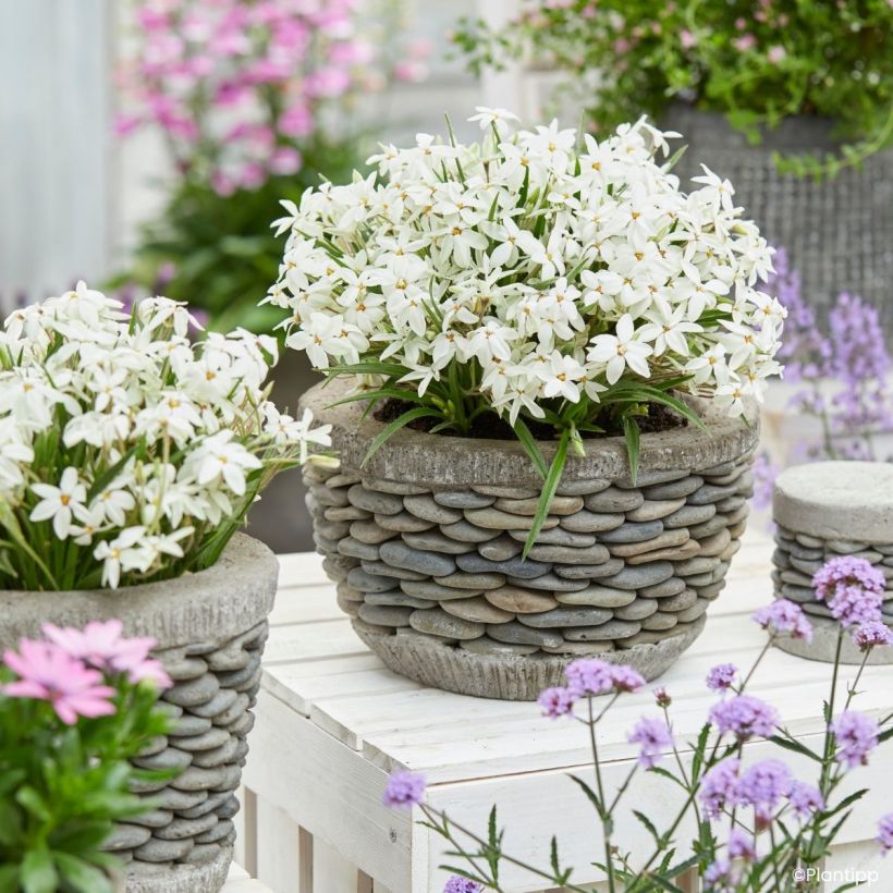 Rhodoxis Fairy Snow (Port)