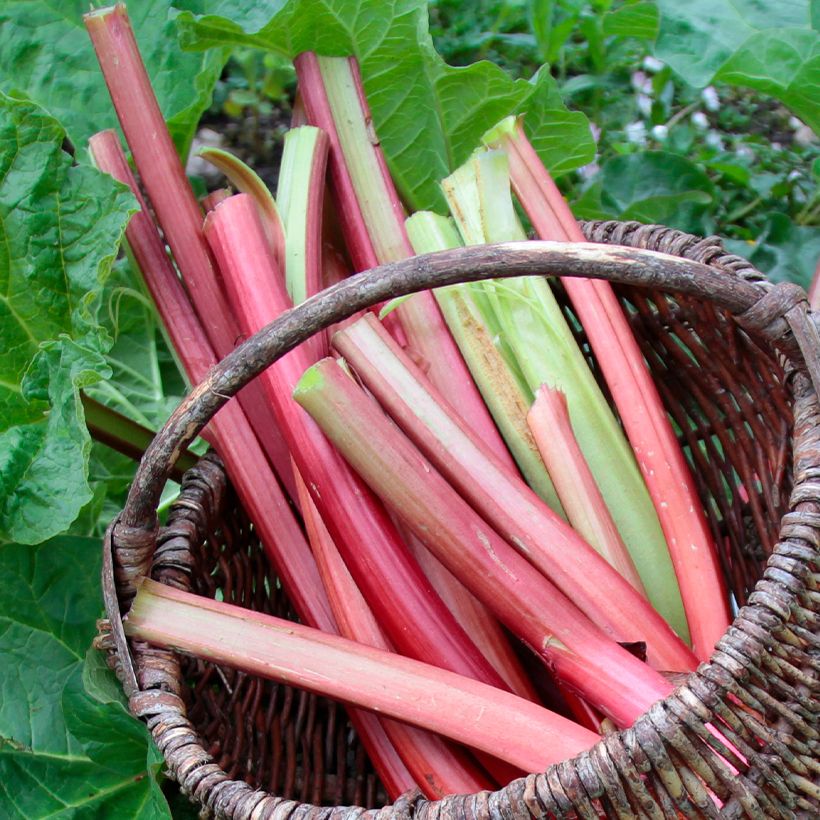 Rhubarbe Frambozen Rood (Harvest)