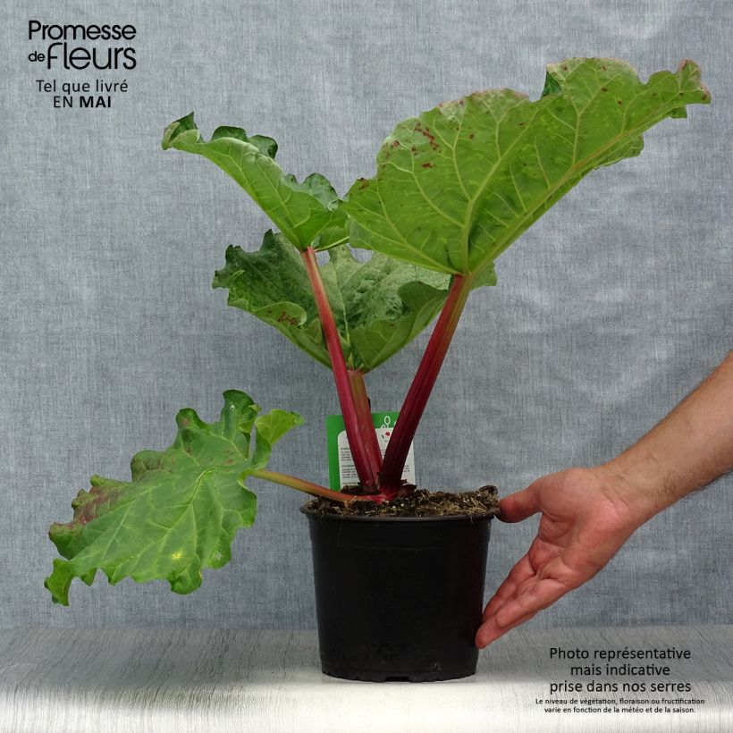 Example of Rhubarbe Mikoot Pot de 2L/3L as you get in printemps