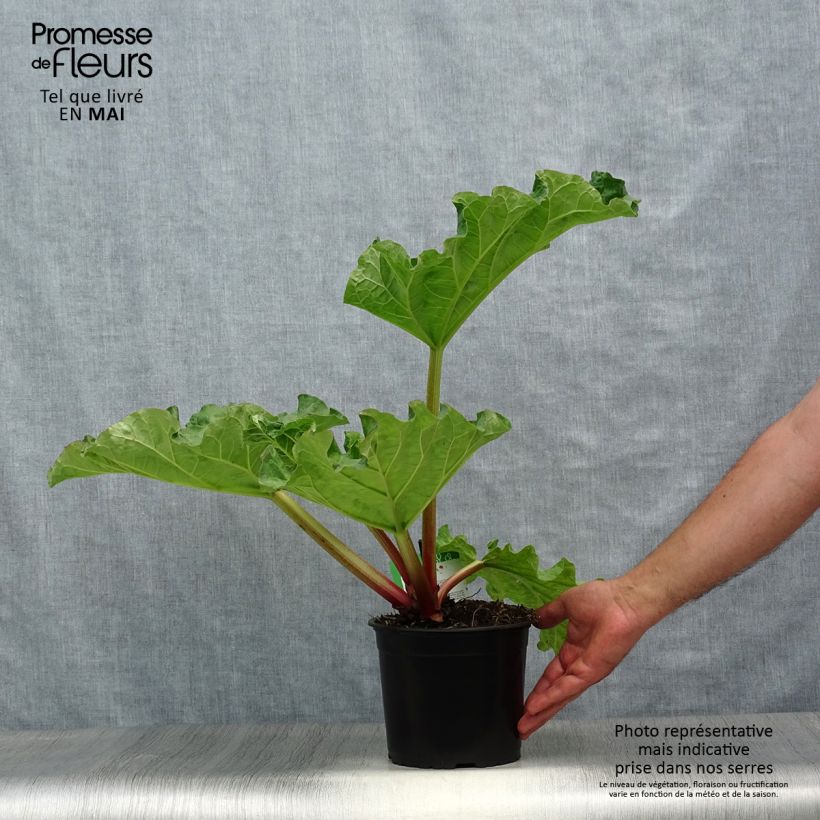 Example of Rhubarbe Valentine Pot de 2L/3L as you get in printemps