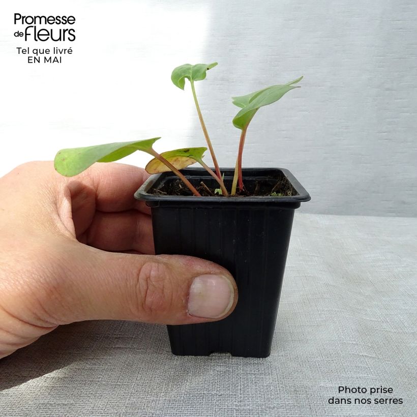 Example of Rhubarbe à côte BIO - Rhubarbe des Jardins Godet de 8/9 cm as you get in printemps