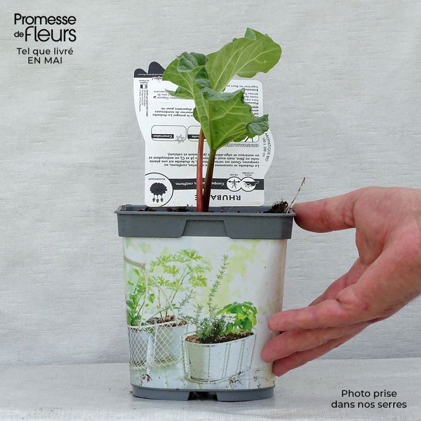 Example of Rhubarbe à côte BIO - Rhubarbe des Jardins Pot de 1L/1,5L as you get in printemps