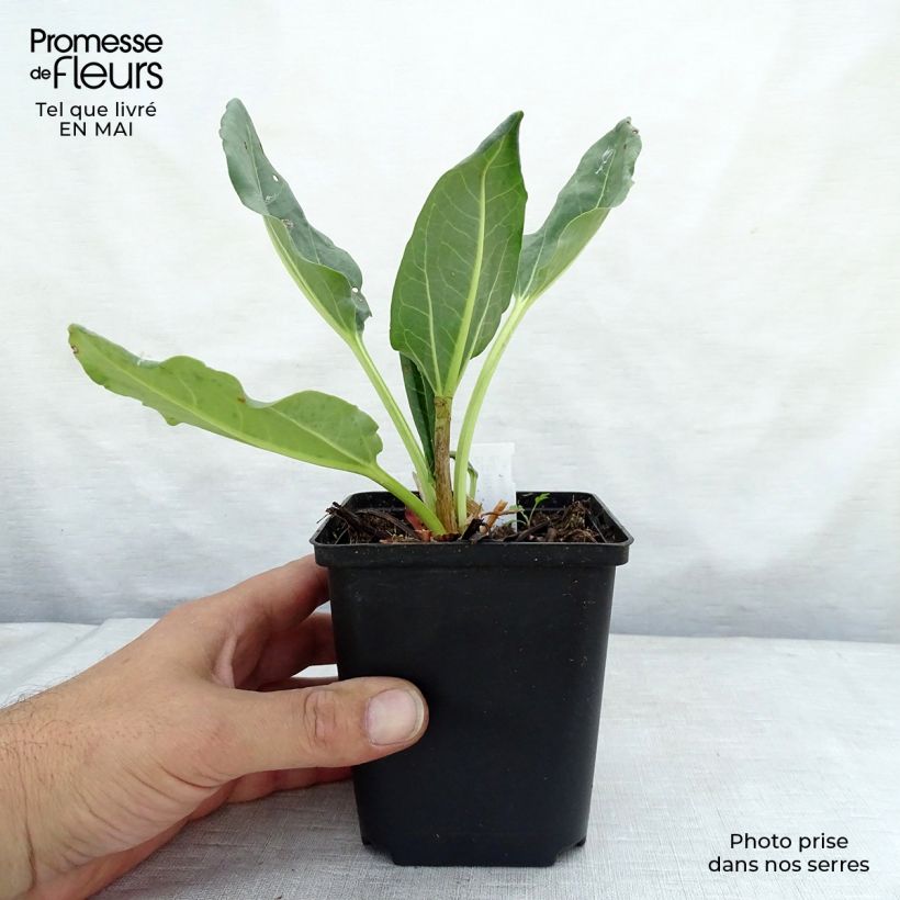 Spécimen de Rhubarbe décorative - Rheum alexandrae Godet de 8/9 cm tel que livré au printemps