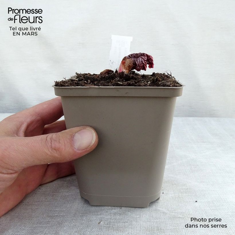 Example of Rhubarbe palmée - Rheum palmatum var. tanguticum Godet de 8/9 cm as you get in printemps