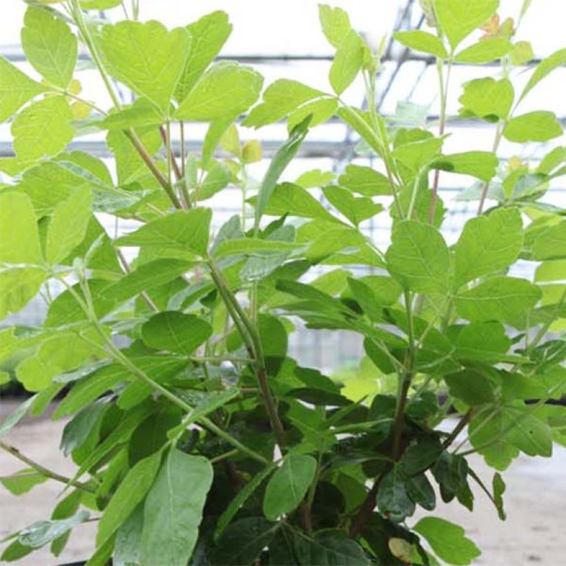 Sumac aromatique - Rhus aromatica Gro-Low (Foliage)