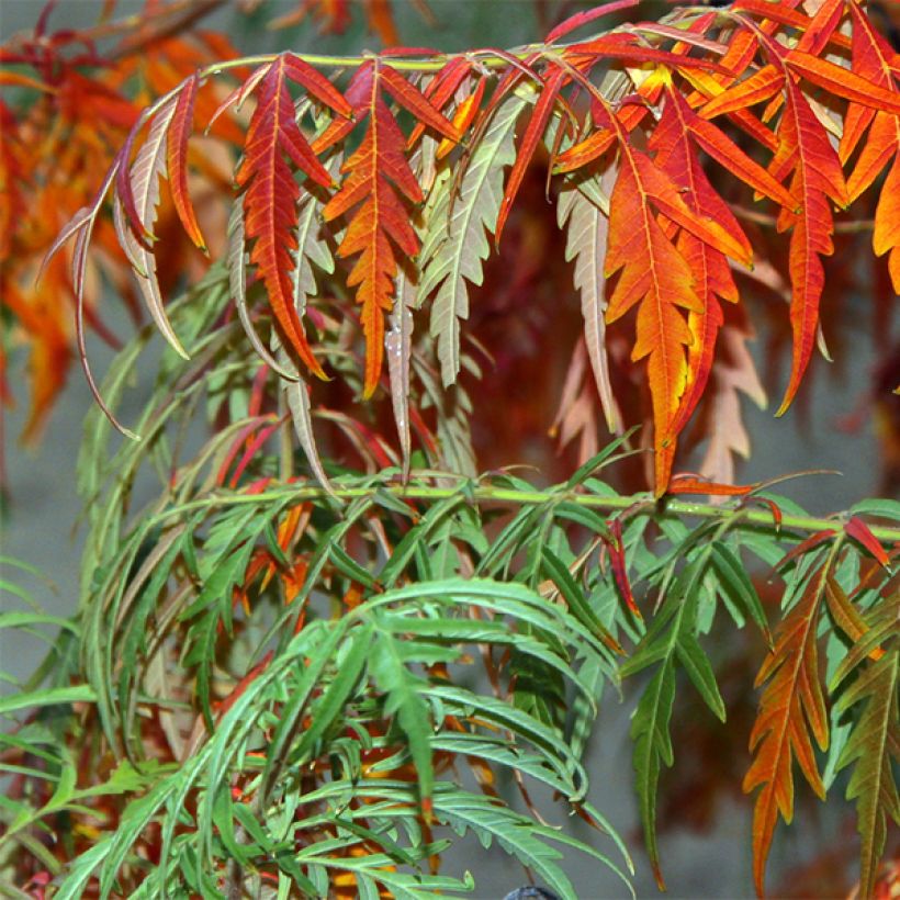 Sumac lacinié - Rhus glabra Laciniata (Foliage)