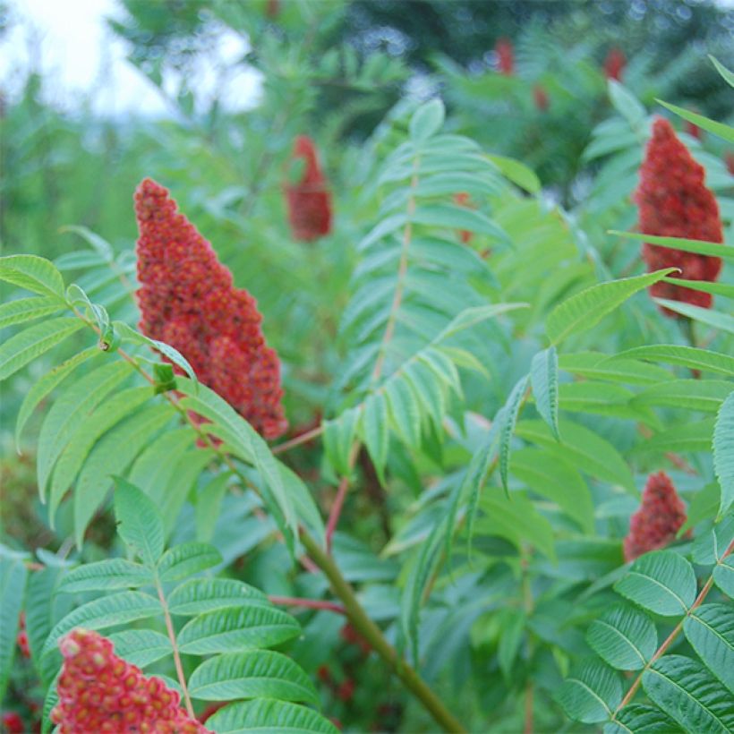 Sumac lacinié - Rhus glabra Laciniata (Flowering)