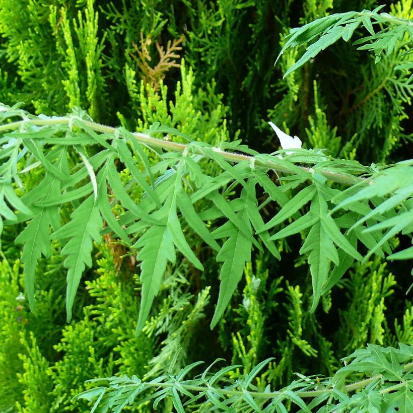 Sumac de Virginie - Rhus typhina Dissecta (Foliage)