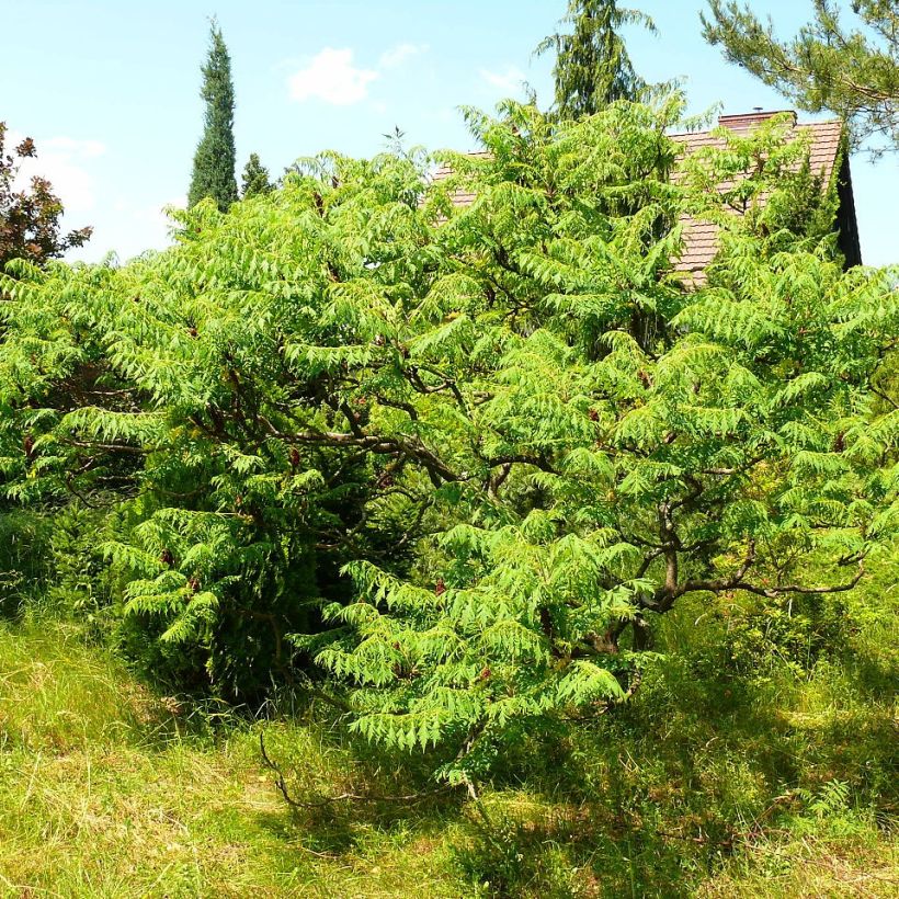 Sumac de Virginie - Rhus typhina Dissecta (Plant habit)