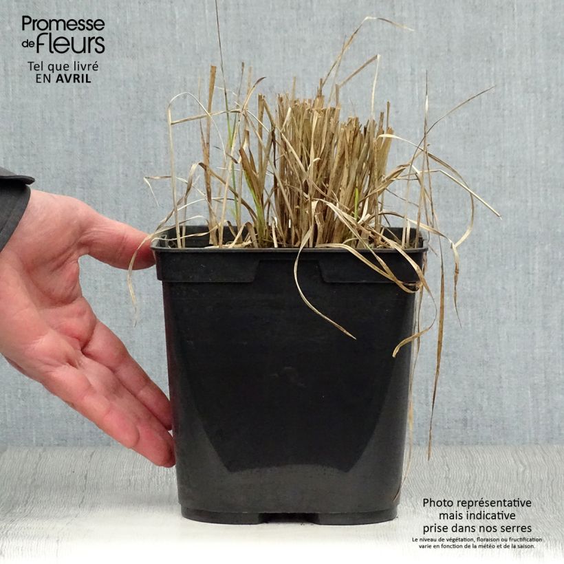 Example of Rhynchospora colorata - Danseuse Etoile  Pot de 2L/3L as you get in printemps