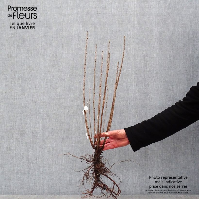 Example of Ribes alpinum - Groseillier des Alpes. Racines nues as you get in hiver