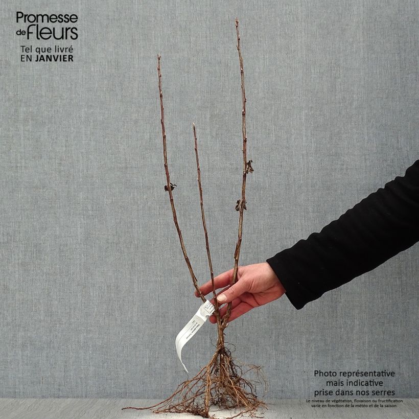 Spécimen de Ribes alpinum Schmidt - Groseiller des Alpes Racines nues tel que livré en hiver