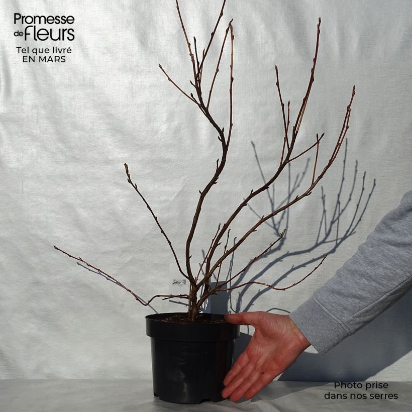 Example of Ribes gordonianum - Groseillier de Gordon Pot de 3L/4L as you get in printemps