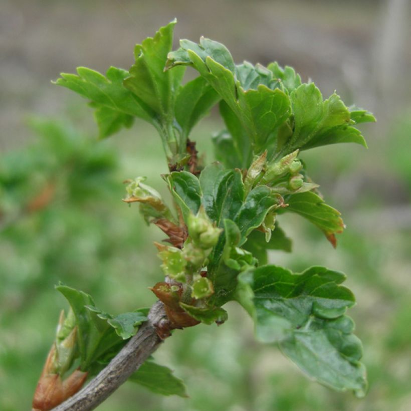 Cassissier Andega (autofertile) (Foliage)