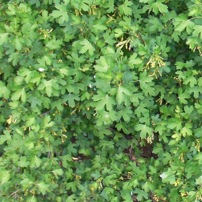 Ribes odoratum - Groseillier doré (Foliage)