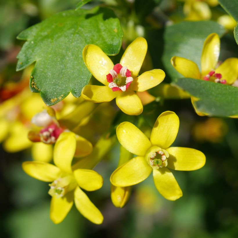 Ribes odoratum - Groseillier doré (Flowering)
