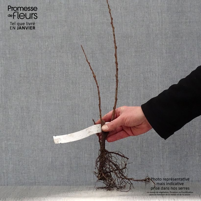 Example of Ribes odoratum - Groseillier doré Racines nues as you get in hiver