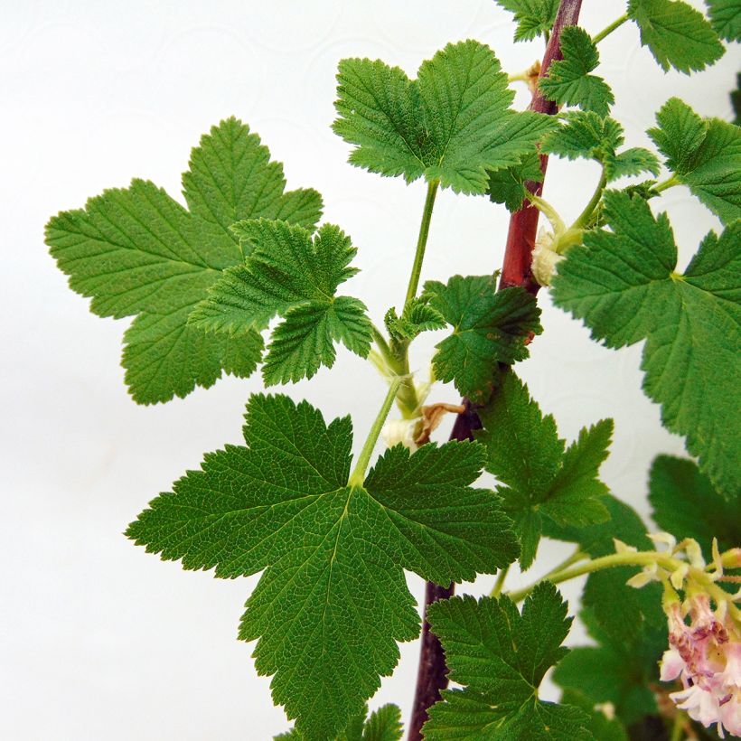 Ribes sanguineum - Cassis-fleur (Foliage)