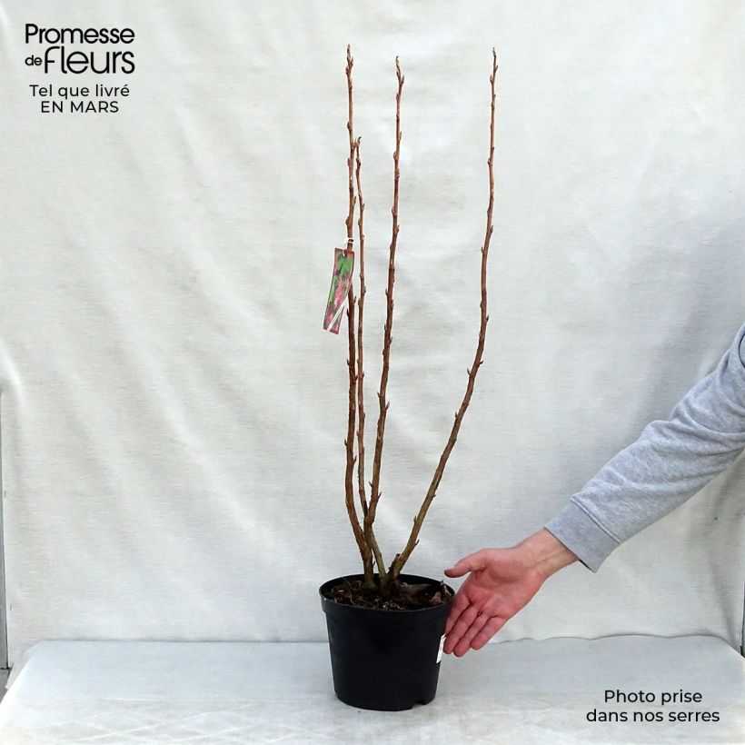 Example of Ribes sanguineum - Cassis-fleur Pot de 3L/4L as you get in printemps