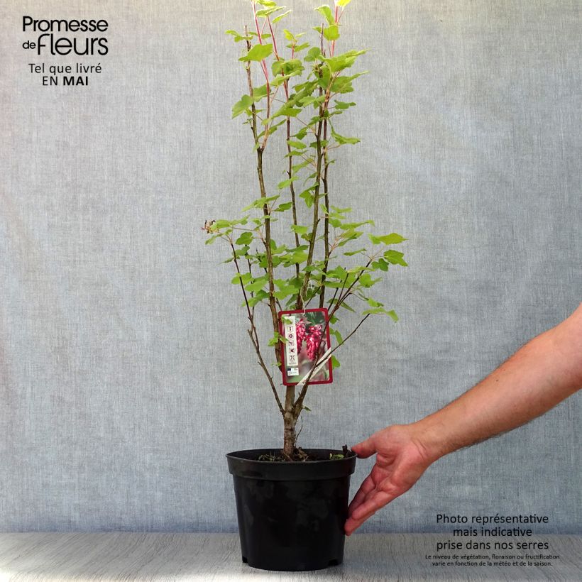 Example of Ribes sanguineum King Edward VII - Groseiller à fleurs  Pot de 3L/4L as you get in printemps