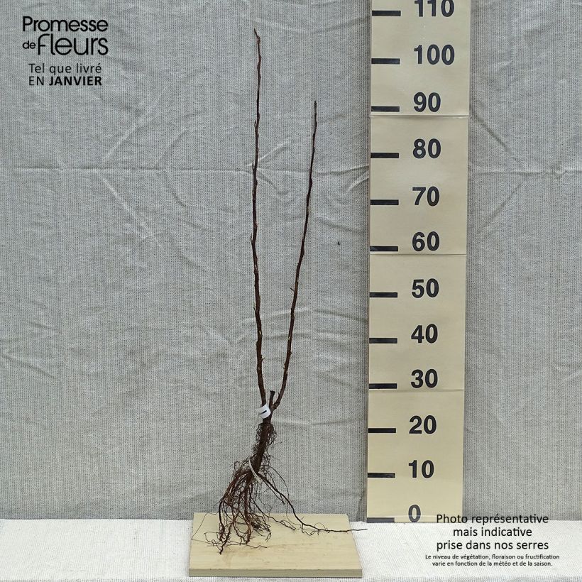 Example of Ribes sanguineum King Edward VII - Groseiller à fleurs  Racines nues as you get in hiver