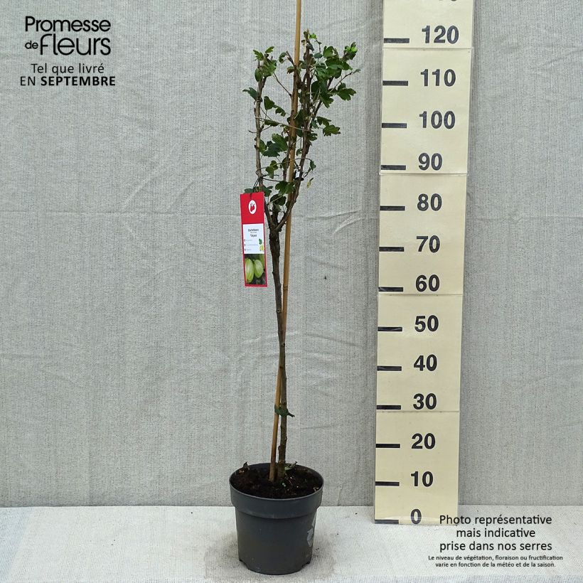 Spécimen de Groseillier à maquereaux Tatjana - Ribes uva-crispa Pot de 6L/7L, Tige, Tige de 40 cm tel que livré en automne