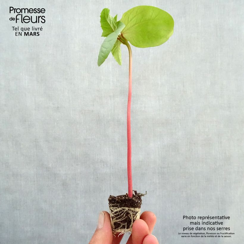 Example of Ricin commun Honolulu - Ricinus communis Mini-motte Ø 3/4 cm, Plant vert de 5 à 10 cm de haut as you get in printemps